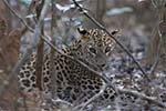 Wilpattu National Park 20th to 23rd April 2024