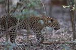 Wilpattu National Park 20th to 23rd April 2024