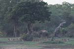 Wilpattu National Park 20th to 23rd April 2024