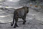 Wilpattu National Park 20th to 23rd April 2024