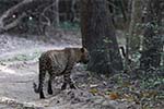 Wilpattu National Park 20th to 23rd April 2024
