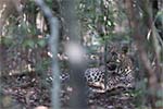 Wilpattu National Park 20th to 23rd April 2024