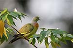 Wilpattu National Park 20th to 23rd April 2024