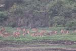 Wilpattu National Park 20th to 23rd April 2024