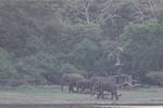 Wilpattu National Park 20th to 23rd April 2024