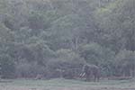 Wilpattu National Park 20th to 23rd April 2024