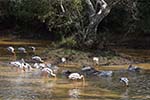 Wilpattu National Park 20th to 23rd April 2024