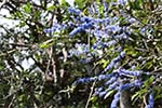 Wilpattu National Park 20th to 23rd April 2024