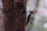 Wilpattu National Park 20th to 23rd April 2024