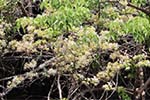 Wilpattu National Park 20th to 23rd April 2024