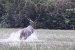 Wilpattu National Park 20th to 23rd April 2024