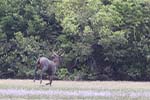 Wilpattu National Park 20th to 23rd April 2024