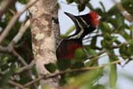 Wilpattu National Park 20th to 23rd April 2024