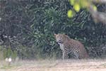 Wilpattu National Park 20th to 23rd April 2024