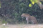 Wilpattu National Park 20th to 23rd April 2024