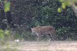 Wilpattu National Park 20th to 23rd April 2024