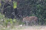 Wilpattu National Park 20th to 23rd April 2024