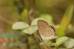 Notes on Field Trips Wilpattu National Park