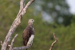 Notes on Field Trips Wilpattu National Park