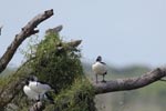 Notes on Field Trips Wilpattu National Park