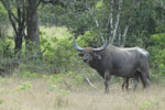 Notes on Field Trips Wilpattu National Park