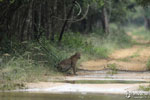 Notes on Field Trips Wilpattu National Park