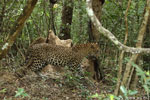 Notes on Field Trips Wilpattu National Park