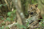 Notes on Field Trips Wilpattu National Park