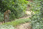 Notes on Field Trips Wilpattu National Park