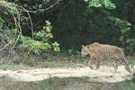 Notes on Field Trips Wilpattu National Park