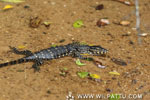 Notes on Field Trips Wilpattu National Park