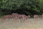 Notes on Field Trips Wilpattu National Park