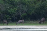 Notes on Field Trips Wilpattu National Park