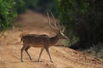 Notes on Field Trips Wilpattu National Park