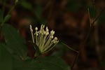 Notes on Field Trips Wilpattu National Park