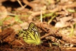 Notes on Field Trips Wilpattu National Park