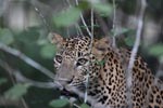 Notes on Field Trips Wilpattu National Park