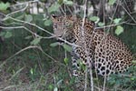 Notes on Field Trips Wilpattu National Park