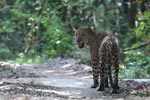 Notes on Field Trips Wilpattu National Park