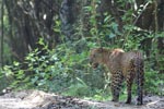 Notes on Field Trips Wilpattu National Park