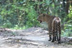 Notes on Field Trips Wilpattu National Park