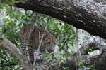 Notes on Field Trips Wilpattu National Park