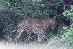 Notes on Field Trips Wilpattu National Park