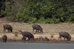 Notes on Field Trips Wilpattu National Park