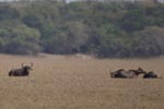 Notes on Field Trips Wilpattu National Park