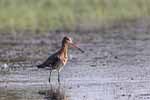 Wilpattu National Park 22nd to 24th March 2024