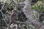 Wilpattu National Park 22nd to 24th March 2024