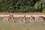 Notes on Field Trips Wilpattu National Park