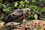 Notes on Field Trips Wilpattu National Park