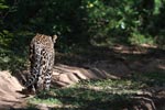 Wilpattu National Park 23rd - 24th January 2021